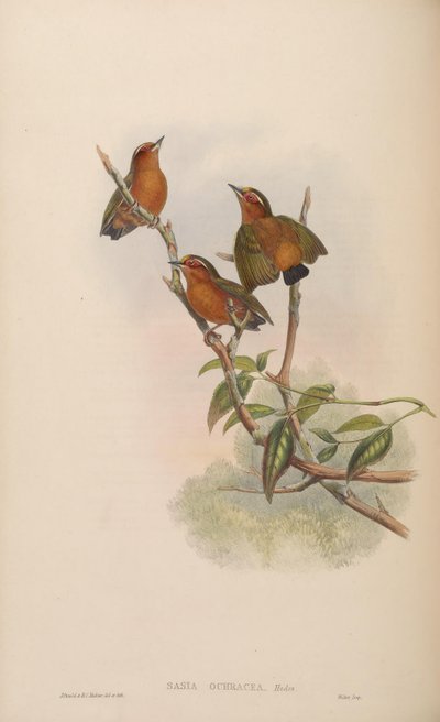 Sasia ochracea door John Gould
